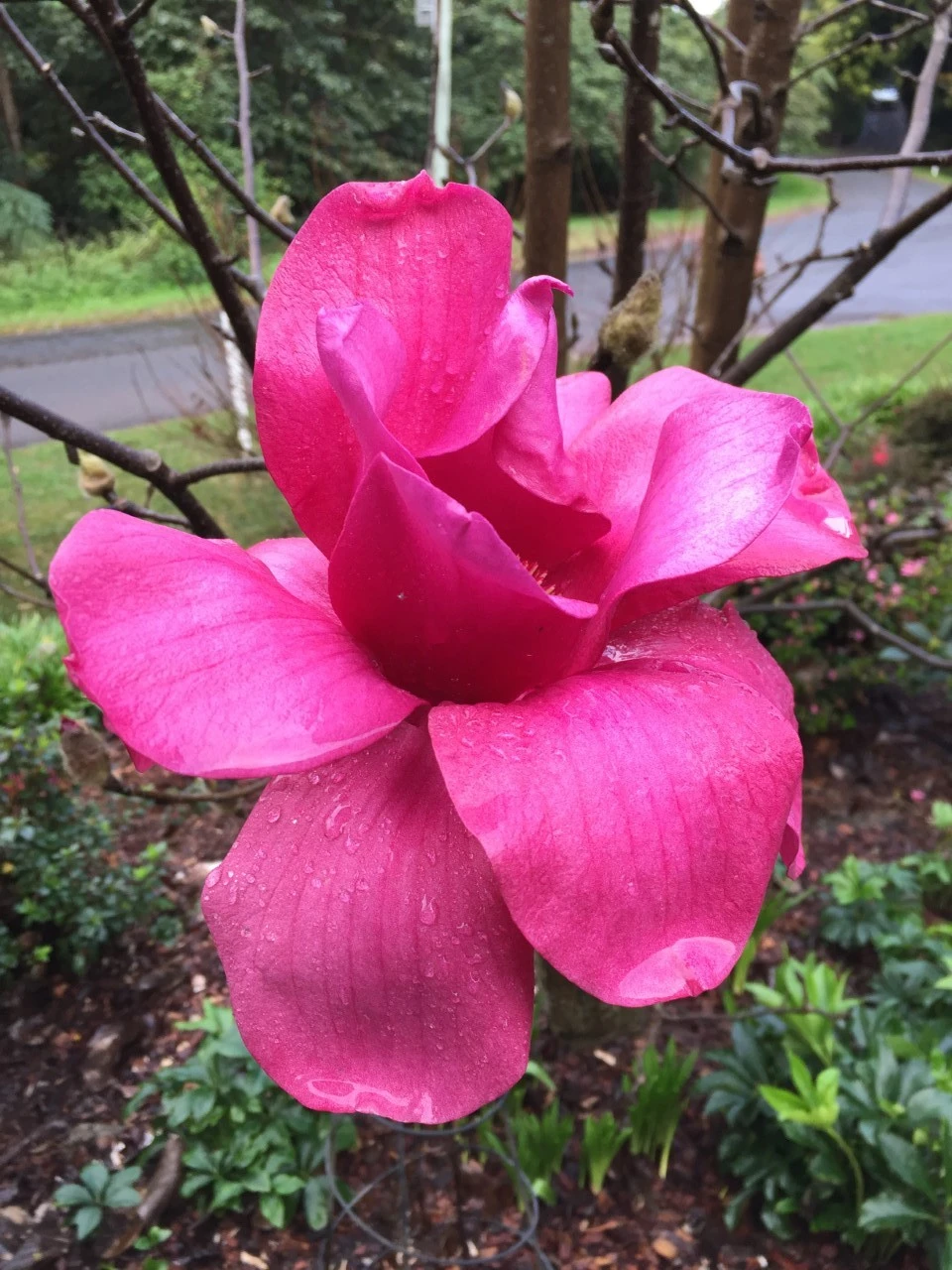 M. 'Vulcan'